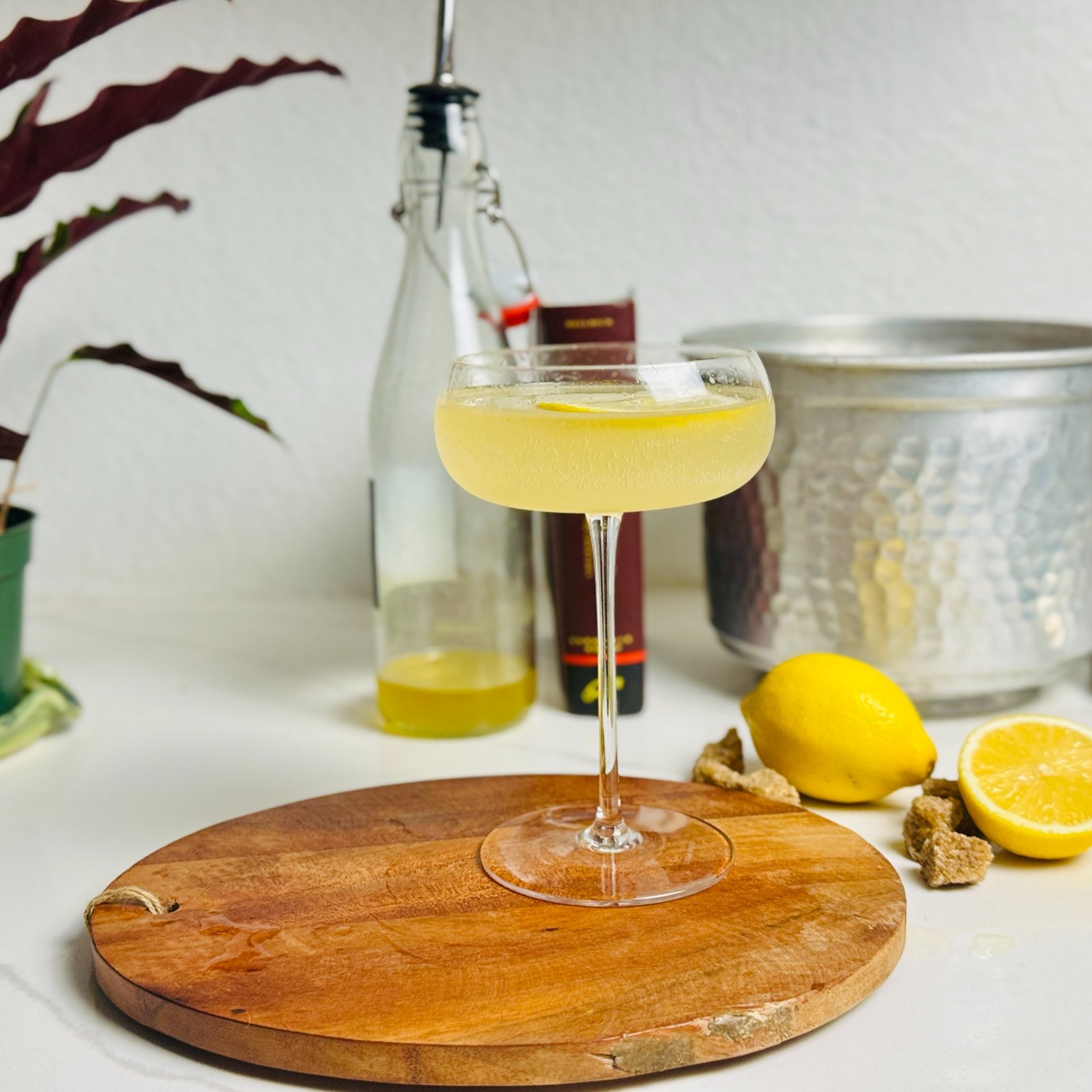 Lemon oleo French 75 in a coupe with a strip of lemon peel.